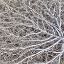 Picture of UTAH, GLEN CANYON NRA CLOSE-UP OF TUMBLE WEED