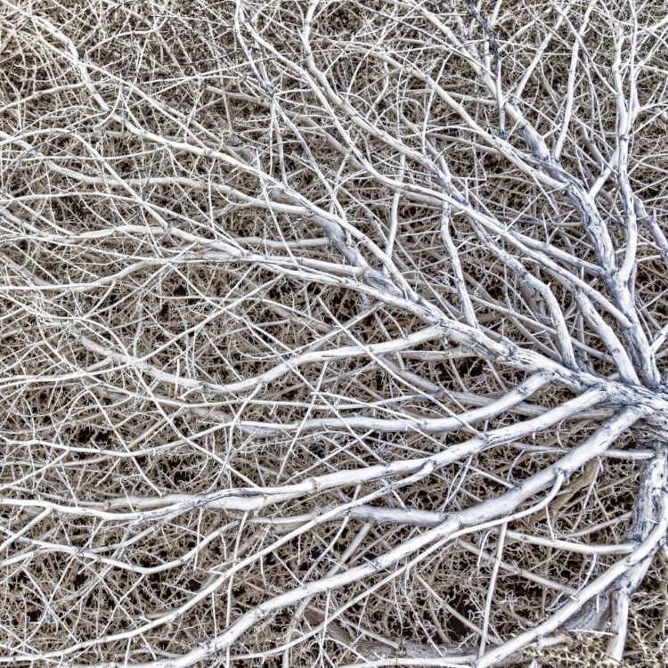 Picture of UTAH, GLEN CANYON NRA CLOSE-UP OF TUMBLE WEED