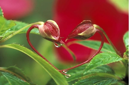Picture of BEGONIA BUDS IN HEART SHAPE WITH DROPS