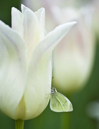 Picture of OHIO SULPHUR BUTTERFLY ON WHITE TULIP