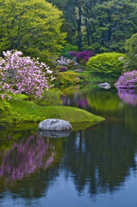 Picture of MAINE, NORTHEAST HARBOR AZALEA GARDEN