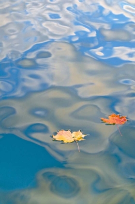 Picture of MI, TWO LEAVES FLOATING ON PETES LAKE