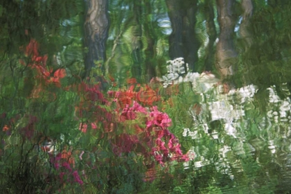 Picture of USA, GEORGIA, AZALEA REFLECTION IN POND