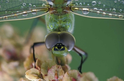 Picture of CANADA, ONTARIO, GREEN DARNER ON FLOWER