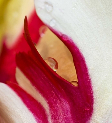 Picture of OHIO TULIP FLOWER COLORS AND RAIN DROP