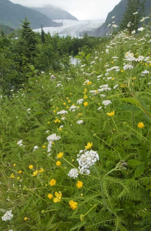 Picture of ALASKA FLOWERS WITH MENDENHALL GLACIER