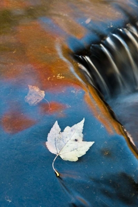 Picture of MI, LEAF FLOATING IN POND AT BOND FALLS