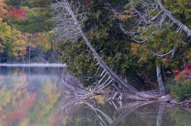 Picture of MI, PETES LAKE REFLECTS AUTUMN FOLIAGE