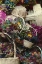 Picture of MEXICO, DRIED FLOWERS AT OUTDOOR MARKET