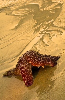 Picture of USA, OREGON SEA STAR MOVING ON WET SAND