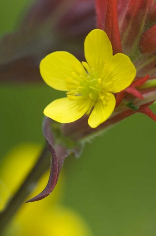 Picture of ALASKA BUTTERCUP AND PAINTBRUSH FLOWERS