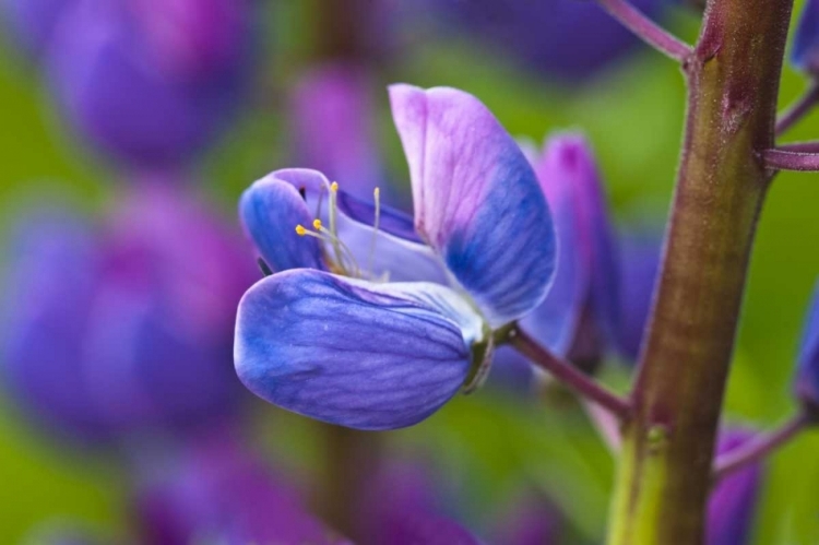 Picture of MAINE, ACADIA NP BLOOMING LUPINE FLOWER