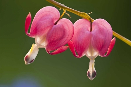 Picture of PENNSYLVANIA TWO BLEEDING HEART FLOWERS