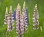 Picture of MAINE, ACADIA NP LUPINE FLOWERS AND BEE