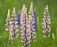 Picture of MAINE, ACADIA NP LUPINE FLOWERS AND BEE