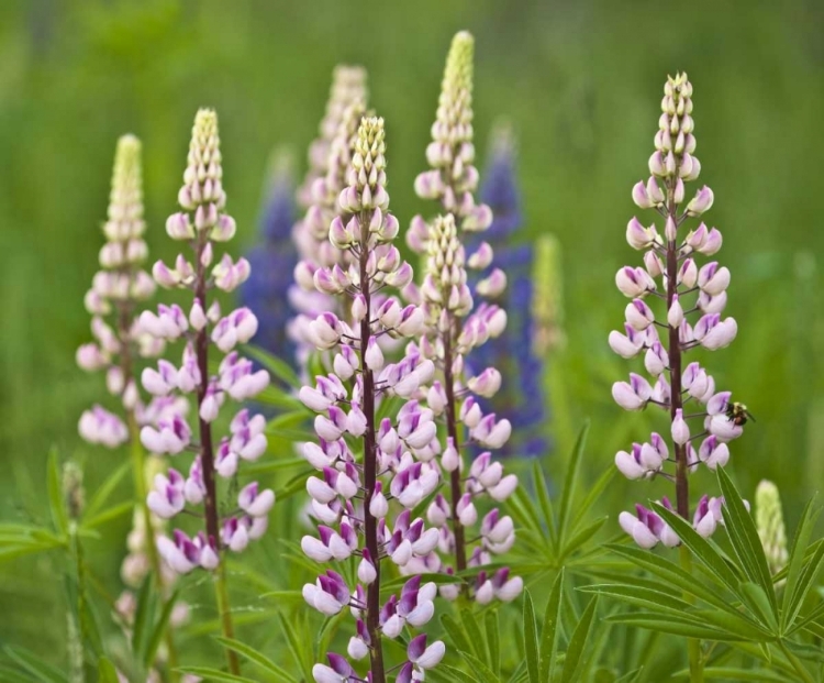 Picture of MAINE, ACADIA NP LUPINE FLOWERS AND BEE