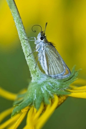 Picture of COLORADO SKIPPER BUTTERFLY ON SUNFLOWER