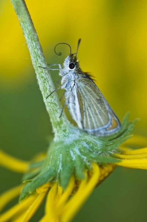 Picture of COLORADO SKIPPER BUTTERFLY ON SUNFLOWER