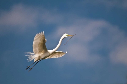 Picture of FL, ST AUGUSTINE GREAT EGRET IN FLIGHT