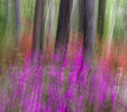 Picture of COLORFUL BLURRED GARDEN ABSTRACT, GEORGIA