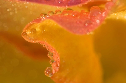 Picture of ABSTRACT OF FLOWER PETAL EDGE IN THE RAIN