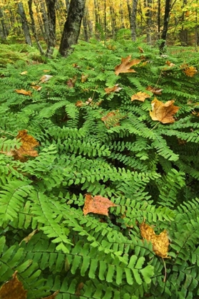 Picture of USA, MICHIGAN MAIDEN HAIR FERN IN FOREST