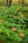 Picture of USA, MICHIGAN MAIDEN HAIR FERN IN FOREST