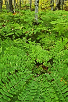 Picture of USA, MICHIGAN MAIDEN HAIR FERN IN FOREST