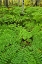 Picture of USA, MICHIGAN MAIDEN HAIR FERN IN FOREST