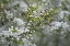 Picture of USA, OHIO CHERRY BLOSSOM BRANCH IN BLOOM
