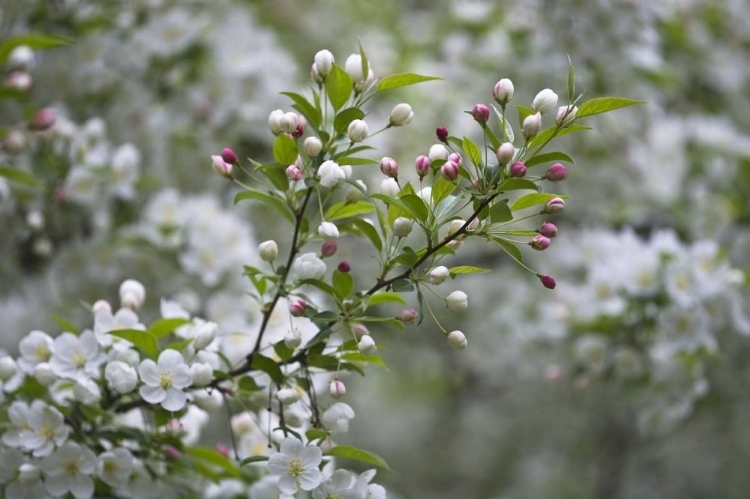 Picture of USA, OHIO CHERRY BLOSSOM BRANCH IN BLOOM