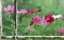 Picture of USA, PENNSYLVANIA, COSMOS IN RAINY WINDOW