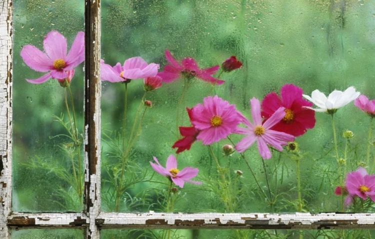 Picture of USA, PENNSYLVANIA, COSMOS IN RAINY WINDOW