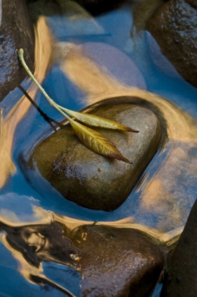 Picture of USA, UTAH, ZION NP LEAF ON ROCK IN WATER