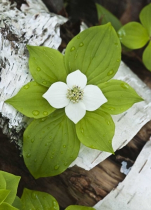 Picture of MAINE, ACADIA NP BUNCHBERRY PLANT ON LOG