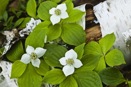 Picture of MAINE, ACADIA NP BUNCHBERRY PLANT ON LOG