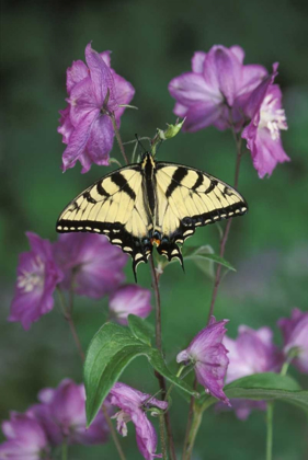 Picture of PENNSYLVANIA TIGER SWALLOWTAIL ON FLOWER