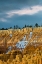 Picture of UT, BRYCE CANYON AUTUMN SNOW AND HOODOOS