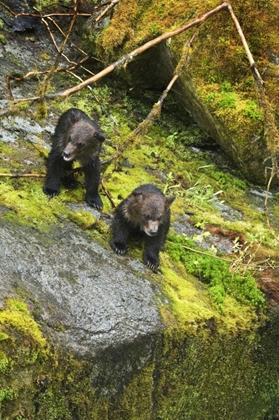 Picture of AK, INSIDE PASSAGE TWO GRIZZLY BEAR CUBS