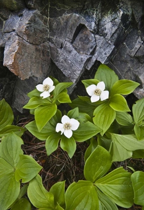 Picture of ME, ACADIA NP BUNCHBERRY PLANT AND ROCKS