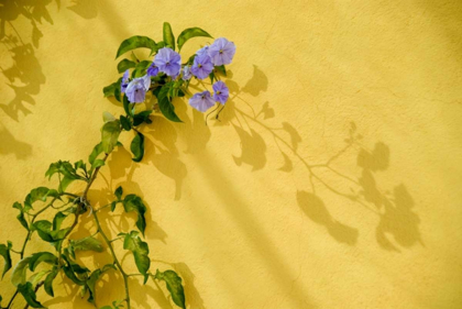 Picture of MEXICO, MORNING GLORY VINE ON STUCCO WALL
