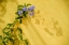 Picture of MEXICO, MORNING GLORY VINE ON STUCCO WALL