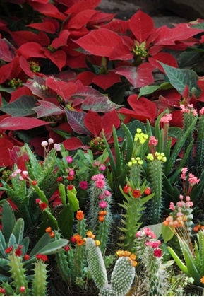 Picture of MEXICO, POINSETTIAS WITH FLOWERING CACTUS