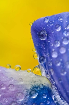 Picture of AK, LUPINE WITH RAIN DROPS AND DANDELIONS