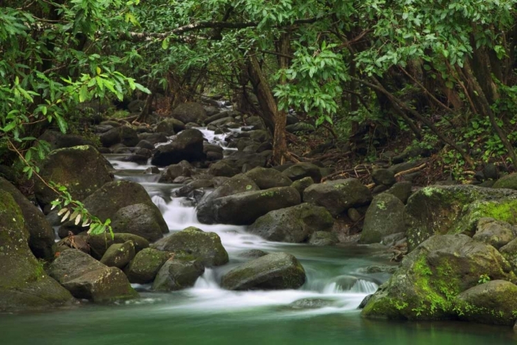 Picture of HAWAII, KAUAI CREEK FLOWING FROM A RAINFOREST