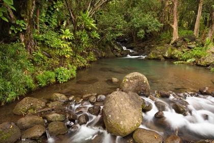 Picture of HAWAII, KAUAI CREEK FLOWING FROM A RAINFOREST