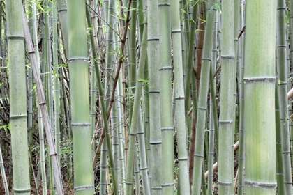 Picture of JAPAN, NARA PROVENCE, HEGURI-CHO BAMBOO GROVE