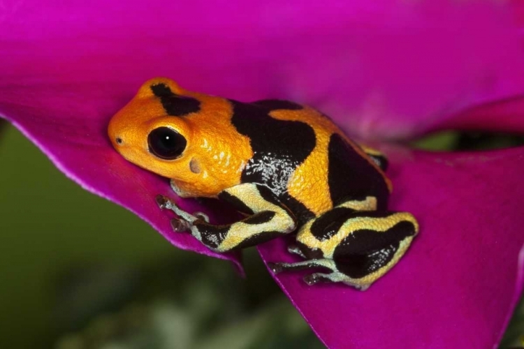 Picture of SOUTH AMERICA, PERU INTERMEDIUS IMITATOR FROG