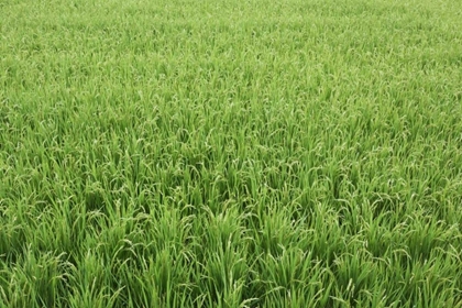 Picture of JAPAN, NARA, HEGURI-CHO FIELD OF GROWING RICE