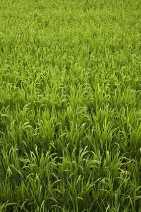 Picture of JAPAN, NARA, HEGURI-CHO FIELD OF GROWING RICE